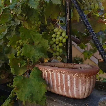 Zoe's House 卡瓦拉