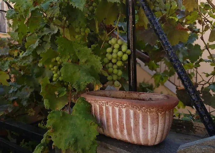 Zoe's House 卡瓦拉